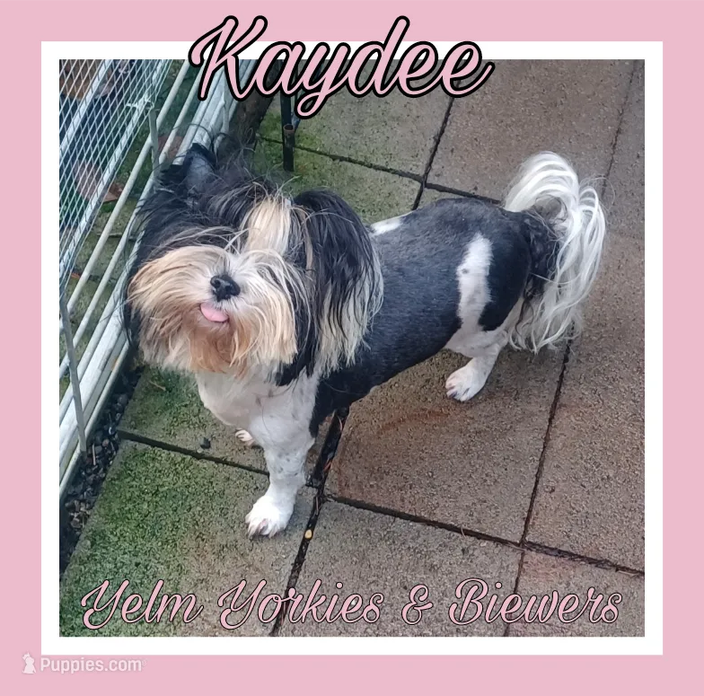 Kaydee