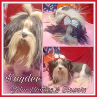 Kaydee, a female Biewer for sale in Yelm, WA – Photo 7 of 9