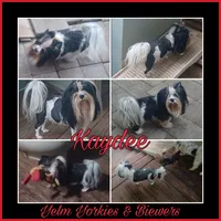 Kaydee, a female Biewer for sale in Yelm, WA – Photo 5 of 9