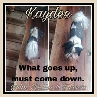 Kaydee, a female Biewer for sale in Yelm, WA – Photo 4 of 9