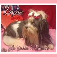 Kaydee, a female Biewer for sale in Yelm, WA – Photo 9 of 9