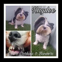 Kaydee, a female Biewer for sale in Yelm, WA – Photo 3 of 9