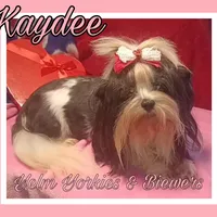 Kaydee, a female Biewer for sale in Yelm, WA – Photo 6 of 9