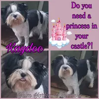 Kaydee, a female Biewer for sale in Yelm, WA – Photo 2 of 9