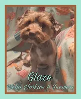Glaze, a male Yorkshire Terrier for sale in Yelm, WA – 5 of 5