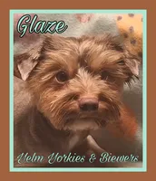 Glaze, a male Yorkshire Terrier for sale in Yelm, WA – 2 of 5