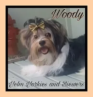 Woody, a male Biewer for sale in Yelm, WA – Photo 7 of 10