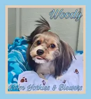 Woody, a male Biewer for sale in Yelm, WA – Photo 3 of 10