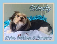Woody, a male Biewer for sale in Yelm, WA – Photo 2 of 10