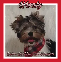 Woody, a male Biewer for sale in Yelm, WA – Photo 10 of 10