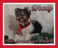 Woody, a male Biewer for sale in Yelm, WA – Photo 8 of 10