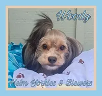 Woody, a male Biewer for sale in Yelm, WA – Photo 1 of 10