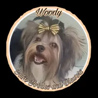 Woody, a male Biewer for sale in Yelm, WA – Photo 6 of 10