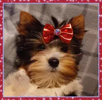 Cedar, a male Biewer for sale in Yelm, WA – Photo 6 of 10