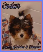 Cedar, a male Biewer for sale in Yelm, WA – Photo 9 of 10