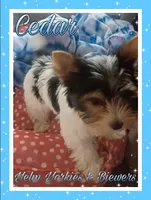 Cedar, a male Biewer for sale in Yelm, WA – Photo 4 of 10