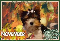 Cedar, a male Biewer for sale in Yelm, WA – Photo 5 of 10