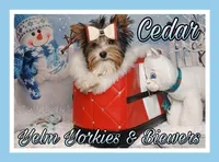 Cedar, a male Biewer for sale in Yelm, WA – Photo 2 of 10