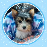 Cedar, a male Biewer for sale in Yelm, WA – Photo 10 of 10