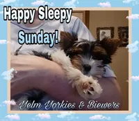 Cedar, a male Biewer for sale in Yelm, WA – Photo 3 of 10