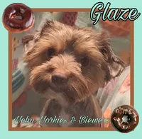 Glaze, a male Yorkshire Terrier for sale in Yelm, WA – 1 of 5