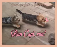 Capi, a male Yorkshire Terrier for sale in Yelm, WA – 2 of 3