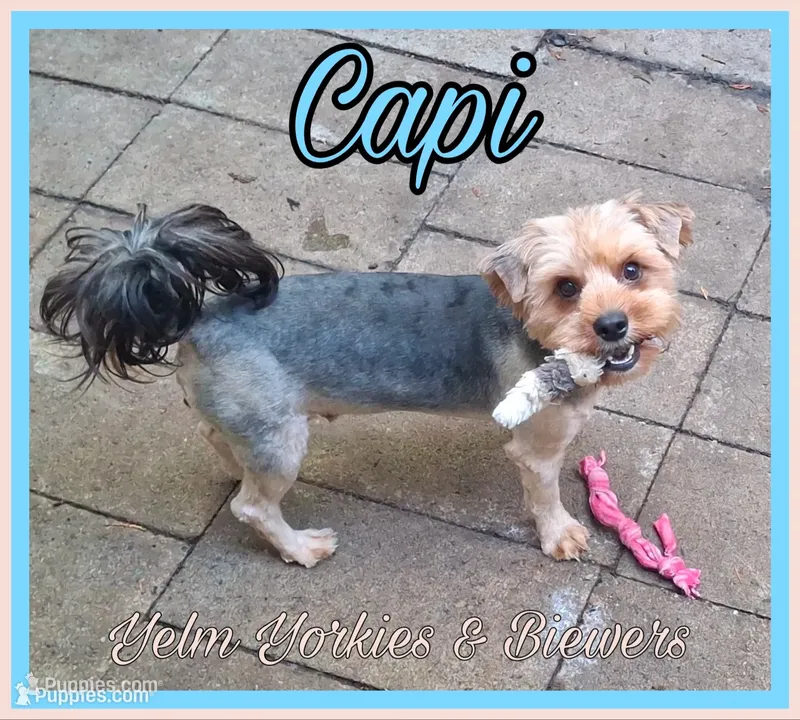 Capi – Yorkshire Terrier puppy for sale in Yelm, WA