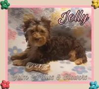 Jelly, a female Yorkshire Terrier for sale in Yelm, WA – Photo 7 of 10