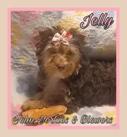 Jelly, a female Yorkshire Terrier for sale in Yelm, WA – Photo 8 of 10