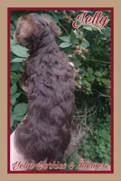 Jelly, a female Yorkshire Terrier for sale in Yelm, WA – Photo 10 of 10