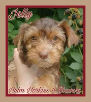 Jelly, a female Yorkshire Terrier for sale in Yelm, WA – Photo 5 of 10