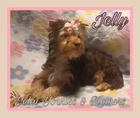 Jelly, a female Yorkshire Terrier for sale in Yelm, WA – Photo 2 of 10