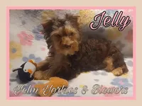 Jelly, a female Yorkshire Terrier for sale in Yelm, WA – Photo 3 of 10