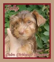 Jelly, a female Yorkshire Terrier for sale in Yelm, WA – Photo 6 of 10