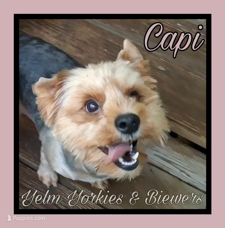Capi – Yorkshire Terrier puppy for sale in Yelm, WA
