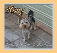 Kong, a male Yorkshire Terrier for sale in Yelm, WA – 2 of 4