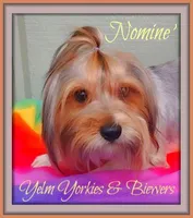 AKC Nomine', a female Biewer for sale in Yelm, WA – Photo 1 of 4