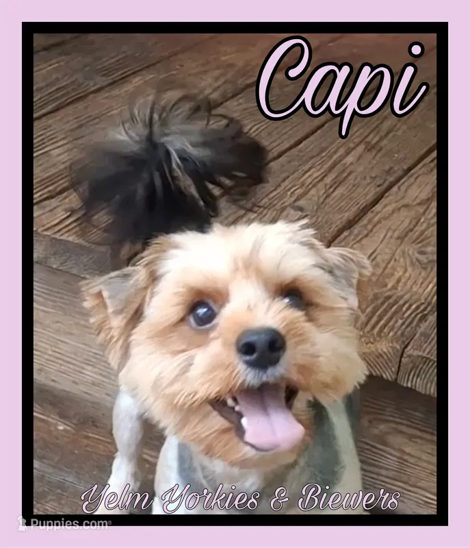 Capi – Yorkshire Terrier puppy for sale in Yelm, WA
