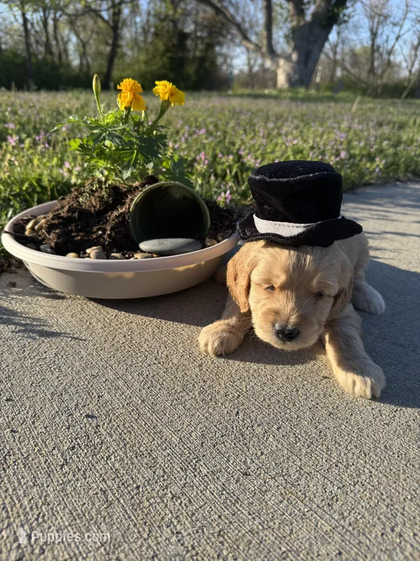 Lightning  – Miniature Goldendoodle puppy for sale in Lebanon, IL