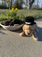 Lightning , a male Miniature Goldendoodle for sale in Lebanon, IL – Photo 1 of 5