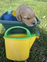 Lightning , a male Miniature Goldendoodle for sale in Lebanon, IL – Photo 3 of 5