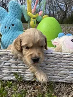 Lightning , a male Miniature Goldendoodle for sale in Lebanon, IL – Photo 2 of 5