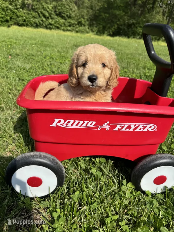 Lightning  – Miniature Goldendoodle puppy for sale in Lebanon, IL