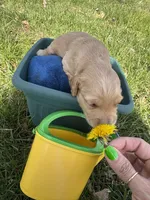 Lightning , a male Miniature Goldendoodle for sale in Lebanon, IL – Photo 4 of 5