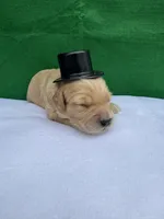 Lightning , a male Miniature Goldendoodle for sale in Lebanon, IL – Photo 5 of 5