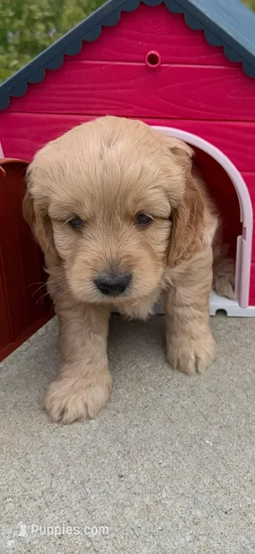 Lightning  – Miniature Goldendoodle puppy for sale in Lebanon, IL