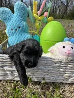 Midnight , a male Miniature Goldendoodle for sale in Lebanon, IL – Photo 2 of 4