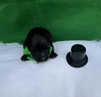 Midnight , a male Miniature Goldendoodle for sale in Lebanon, IL – Photo 4 of 4