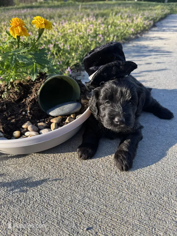 Midnight  – Miniature Goldendoodle puppy for sale in Lebanon, IL