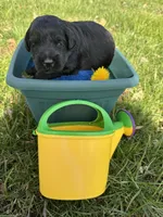 Midnight , a male Miniature Goldendoodle for sale in Lebanon, IL – Photo 3 of 4